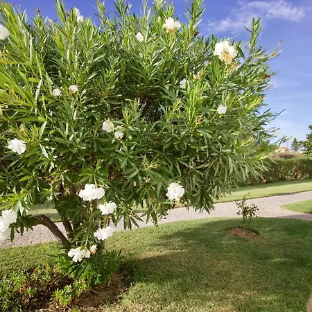 Berry - With Pool And Rooftop Apartment Porches (Algarve)